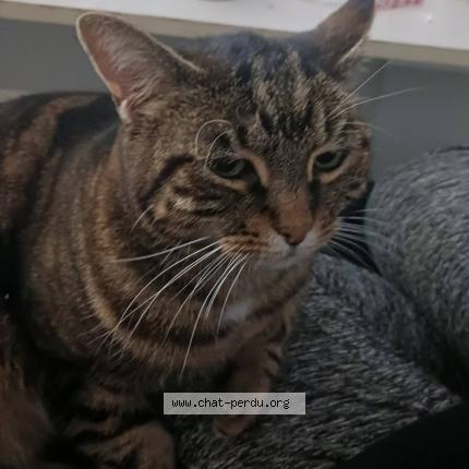 Foto 1/1 Mila Chat perdido en Mallemort
