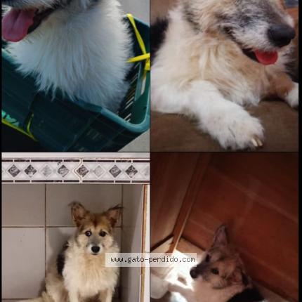 Foto del gato perdido en Pantasma