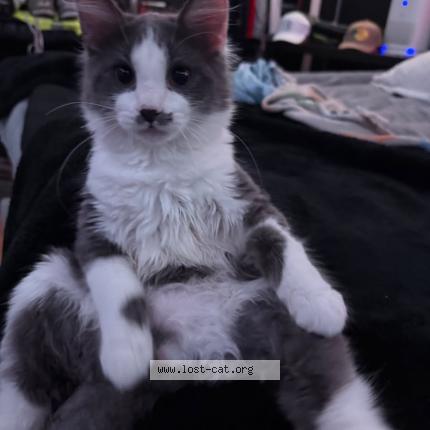 Foto 1/1 Stash Chat perdido en Grand prairie