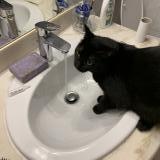 Foto del gato perdido en Toulouse