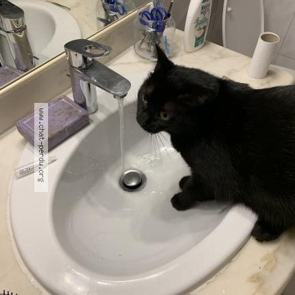 Foto 1/1 Vicky Chat perdido en Toulouse