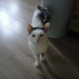 Foto del gato perdido en Crouy