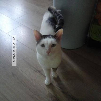 Foto 1/1 Pompon Chat perdido en Crouy