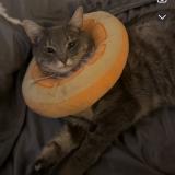 Foto del gato perdido en Aurora Co