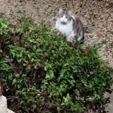 Foto de gato encontrado en Crouy