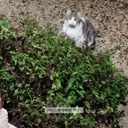 Foto 1/1 Gato encontrado Encontrado en Crouy