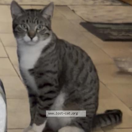 Foto 1/1 Apollo Chat perdido en Riverside