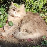 Foto del gato perdido en Chelles