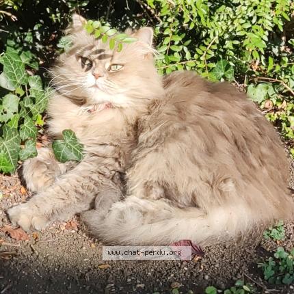 Foto 1/1 Riva Chat perdido en Chelles