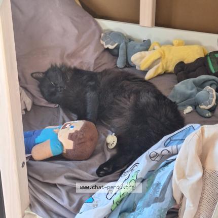 Foto 1/1 Boubou Chat perdido en Chabottes