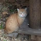 Foto del gato perdido en Ollioules