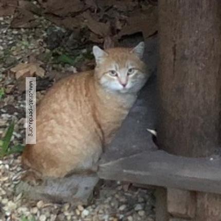 Foto 1/1 ROUCKY Chat perdido en Ollioules