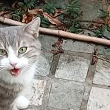Foto de gato encontrado en Paris