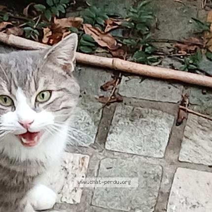 Foto 1/1 Gato encontrado Encontrado en Paris