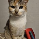 Foto del gato perdido en Voulmentin