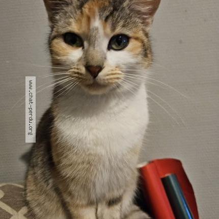 Foto 1/1 Bella Chat perdido en Voulmentin