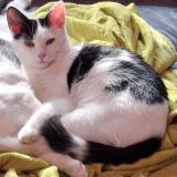 Foto del gato perdido en Lamontzee