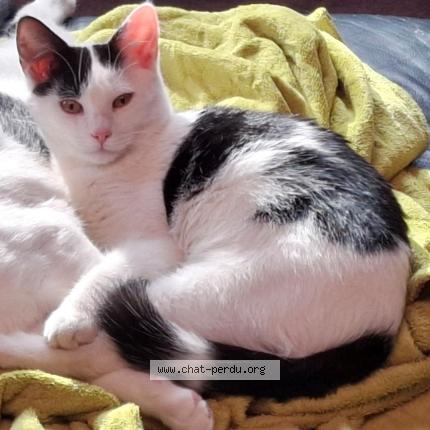 Foto 1/1 Twix Chat perdido en Lamontzee