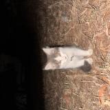 Foto de gato encontrado en Curlewis