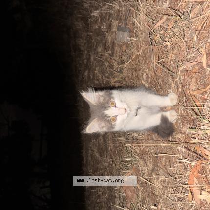 Foto 1/1 Gato encontrado Encontrado en Curlewis