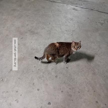 Foto 1/1 Causette Chat perdido en Rennes