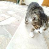 Foto de gato encontrado en Planaise