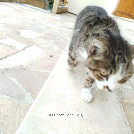 Foto 1/1 Gato encontrado Encontrado en Planaise