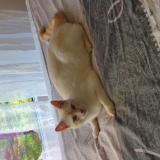 Foto del gato perdido en 1213 Petit Lancy