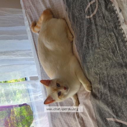 Foto 1/1 Eric Jeanneret Chat perdido en 1213 petit lancy