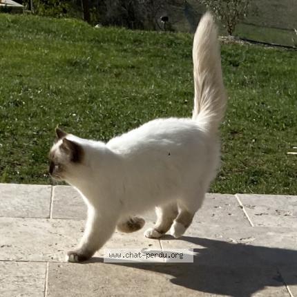 Foto 1/1 Rom&eacute;o Chat perdido en Puyricard