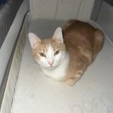 Foto del gato perdido en Questembert