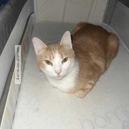 Foto 1/1 Yoko Chat perdido en Questembert