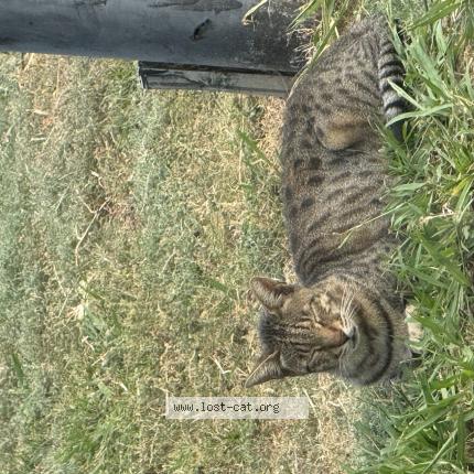 Foto 1/1 Kai Chat perdido en Oklahoma city