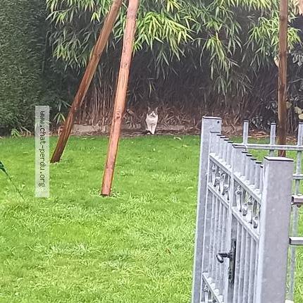 Foto 1/1 Gato encontrado Encontrado en Valenciennes