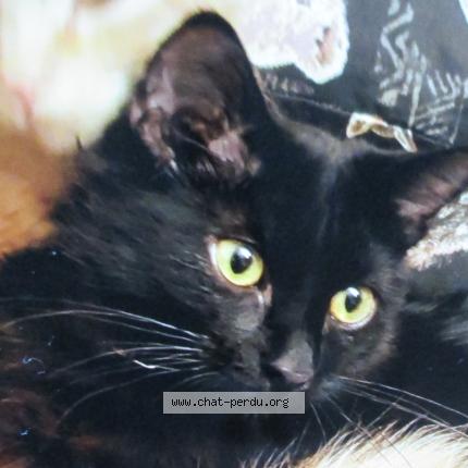 Foto 1/1 BAGHERA Chat perdido en St apollinaire