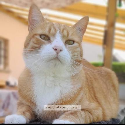 Foto 1/1 TYPHUS Chat perdido en Villorceau