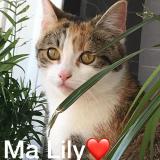 Foto del gato perdido en Reims