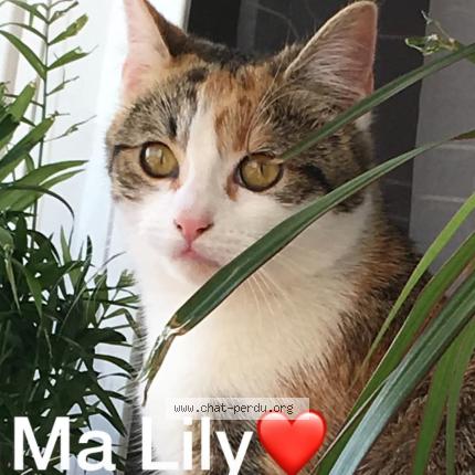 Foto 1/1 Lily Chat perdido en Reims
