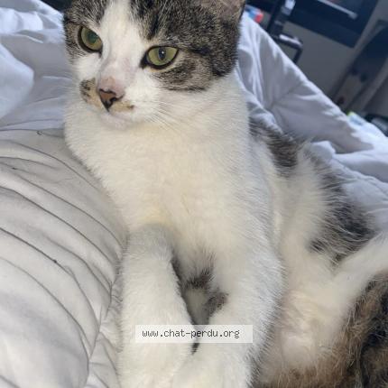 Foto 2/2 Haze Chat perdido en Amiens