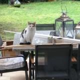 Foto de gato encontrado en Soignolles En Brie