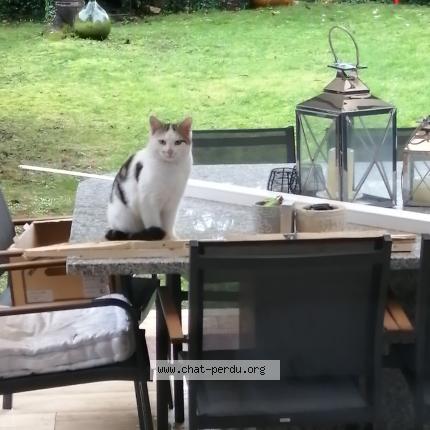 Foto 1/1 Gato encontrado Encontrado en Soignolles en brie