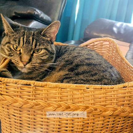 Foto 1/1 Teri Antee Chat perdido en Shreveport