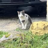 Foto de gato encontrado en Saint Caprais De Bordeaux