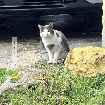Foto 1/1 Gato encontrado Encontrado en Saint caprais de bordeaux