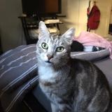 Foto del gato perdido en Draguignan