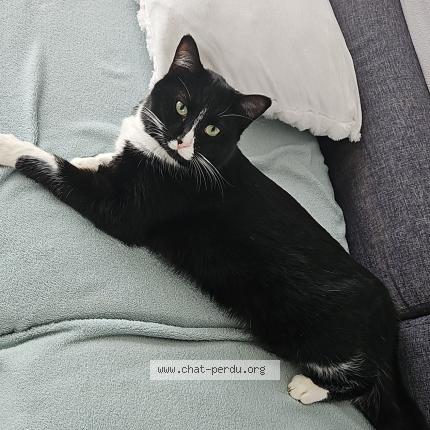 Foto 1/1 Arès Chat perdido en Fourges