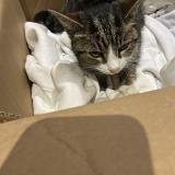 Foto de gato encontrado en Hilsenheim