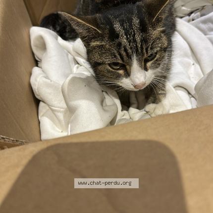 Foto 1/1 Gato encontrado Encontrado en Hilsenheim