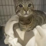 Foto de gato encontrado en Chateau Thierry