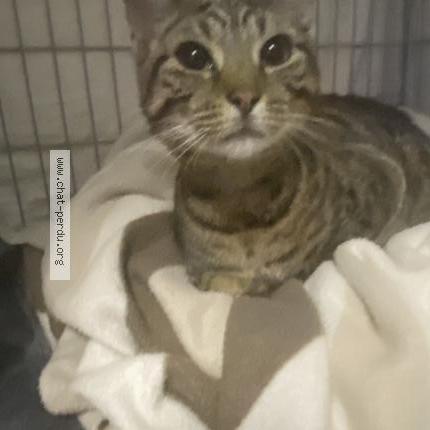 Foto 1/1 Gato encontrado Encontrado en Chateau thierry